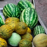 Melon prosciutto skewers on plate - gourmet appetizer. Melon prosciutto skewers on plate - gourmet appetizer.