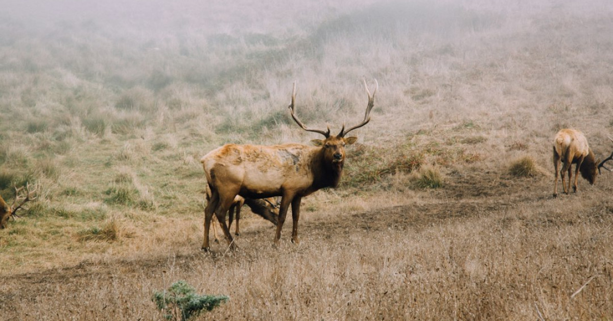 Midnight Majesty Maran chicken showing iridescent plumage.