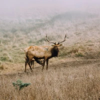 Midnight Majesty Maran chicken showing iridescent plumage. Midnight Majesty Maran chicken showing iridescent plumage.