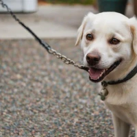 My dog barks at everything that passes by: Solutions That Work My dog barks at everything that passes by: Solutions That Work