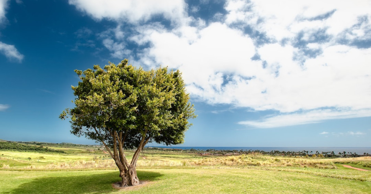 Nature's finest delight - exploring the wonders of raw honey.