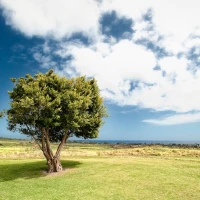 Nature's finest delight - exploring the wonders of raw honey. Nature's finest delight - exploring the wonders of raw honey.