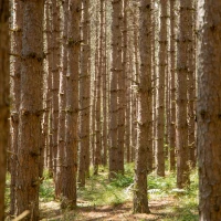 Understanding Dumpster Diving Laws in Pennsylvania Understanding Dumpster Diving Laws in Pennsylvania