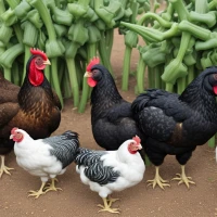 Okra health benefits and risks for chicken feed concept. Okra health benefits and risks for chicken feed concept.