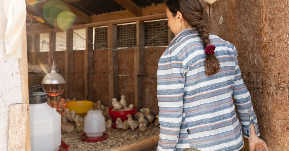 Olive Egger chicks guide on unique poultry breed raising.