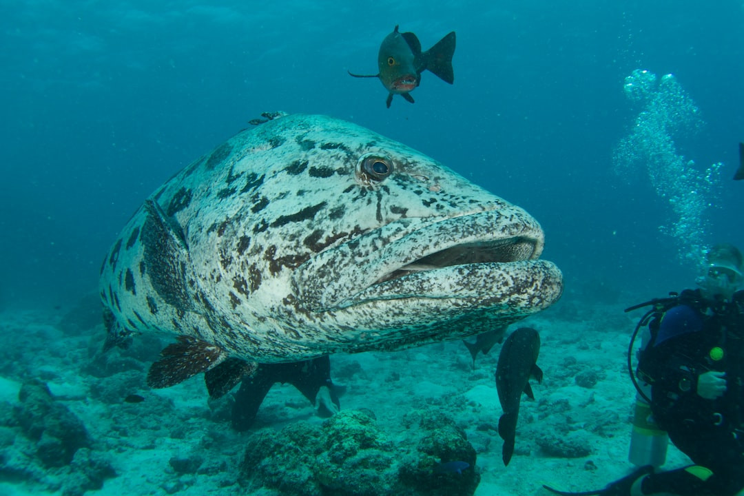 Panko breaded cod fillet on a white plate.
