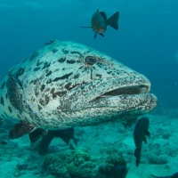 Panko breaded cod fillet on a white plate. Panko breaded cod fillet on a white plate.