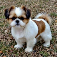 Papastzu: Papillon Shih Tzu Mix - The Ultimate Guide to Your New Furry Friend Papastzu: Papillon Shih Tzu Mix - The Ultimate Guide to Your New Furry Friend