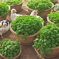Poultry pecking fresh parsley as healthy dietary supplement. Poultry pecking fresh parsley as healthy dietary supplement.