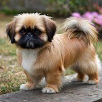 Best 300+ Peki Tzu: Adorable Pekingese Shih Tzu Mix Names for 2024 Best 300+ Peki Tzu: Adorable Pekingese Shih Tzu Mix Names for 2024