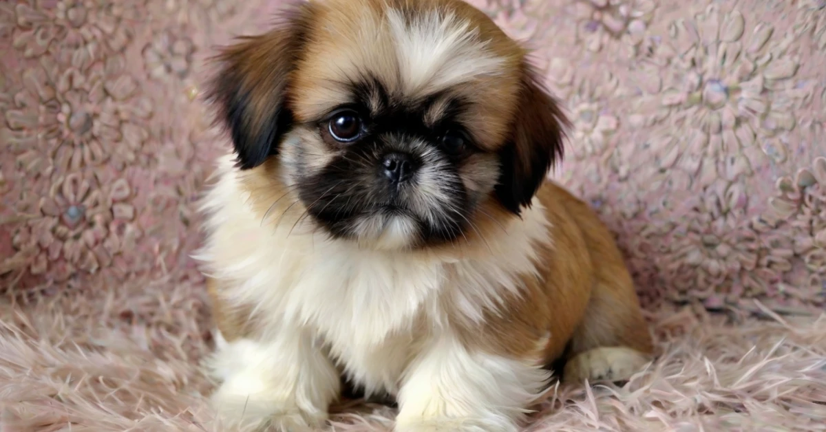 Pekingese Shih Tzu Mix Puppies