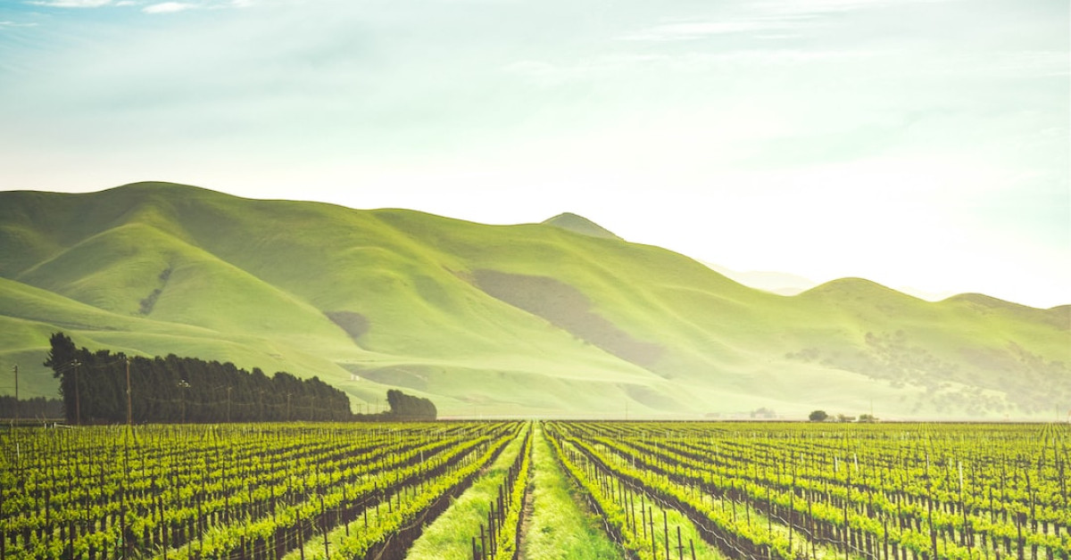 Shrimp Scampi and Wine Pairing Guide