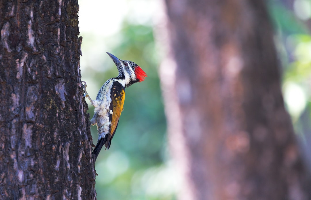 Pileated Woodpecker Types Of Woodpeckers In Wisconsin Complete Guide: Discover 10 Unique Species