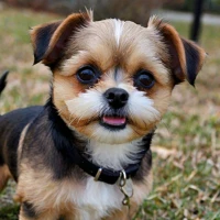 Best 300+ Pin Tzu: Perfect Names for Your 2024 Shih Tzu Mix Best 300+ Pin Tzu: Perfect Names for Your 2024 Shih Tzu Mix
