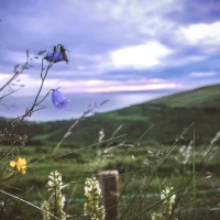 Prairie Bluebell Egger hen producing vibrant blue eggs outdoors. Prairie Bluebell Egger hen producing vibrant blue eggs outdoors.