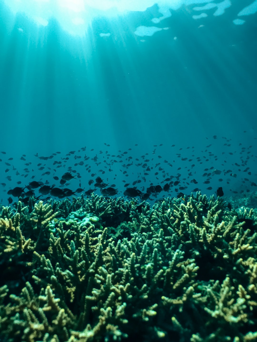 Free diving and conservation for preserving our oceans.