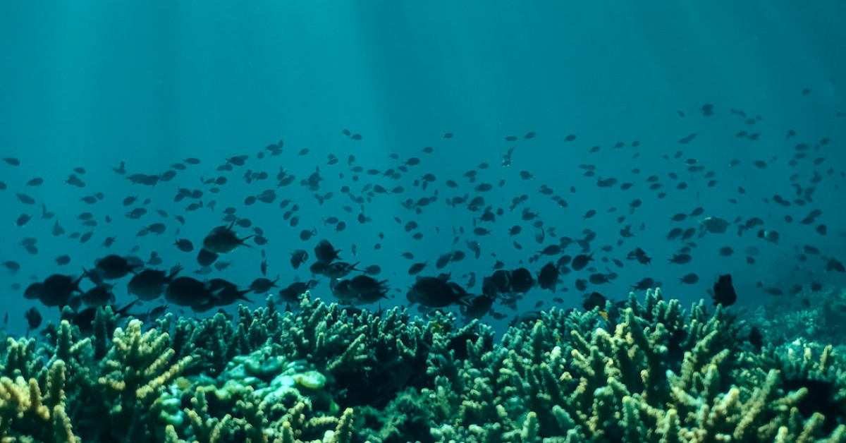 Free diving and conservation for preserving our oceans.