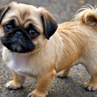 Best 300+ Pug Tzu: Pug Shih Tzu Mix Names of 2024 Revealed Best 300+ Pug Tzu: Pug Shih Tzu Mix Names of 2024 Revealed