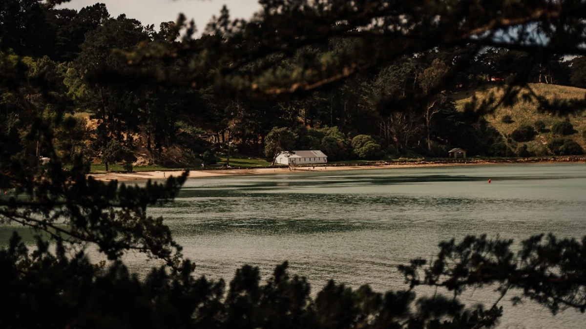 Quail in nature: detailed exploration and facts.