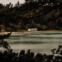 Quail in nature: detailed exploration and facts. Quail in nature: detailed exploration and facts.