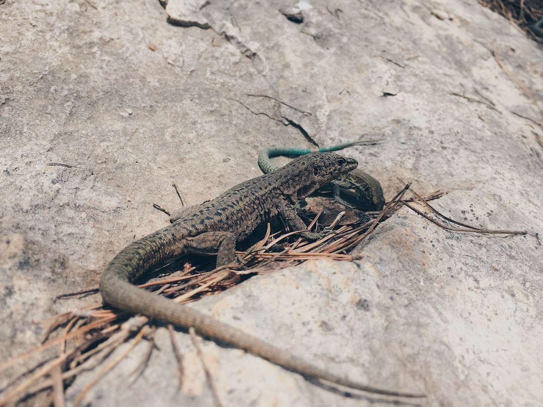 Review of RadCity 5 Plus electric bike for city commuting