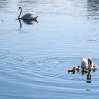 Healthy chicks drinking water in a poultry farm setup. Healthy chicks drinking water in a poultry farm setup.