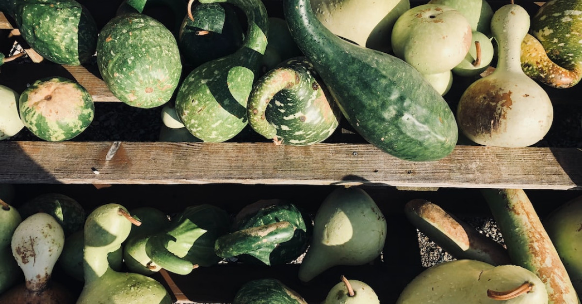Roasted honeynut squash on plate, enhancing gourmet vegetable dishes.