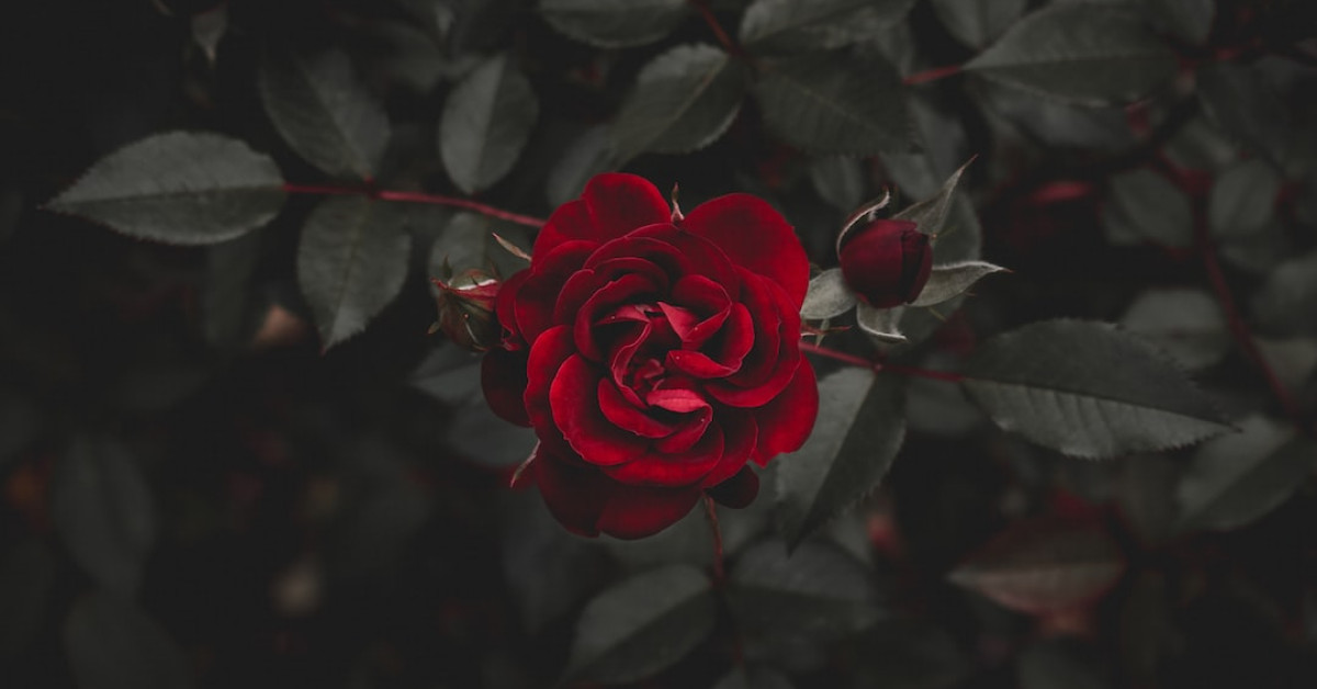 Portrait of Rose Mendez, the driving force behind Alexa Demie's success