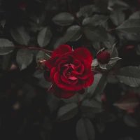 Portrait of Rose Mendez, the driving force behind Alexa Demie's success Portrait of Rose Mendez, the driving force behind Alexa Demie's success