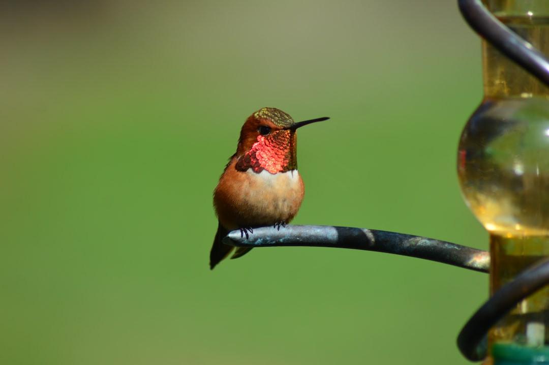 Rufous hummingbird in flight, nature's vibrant aerial acrobat.