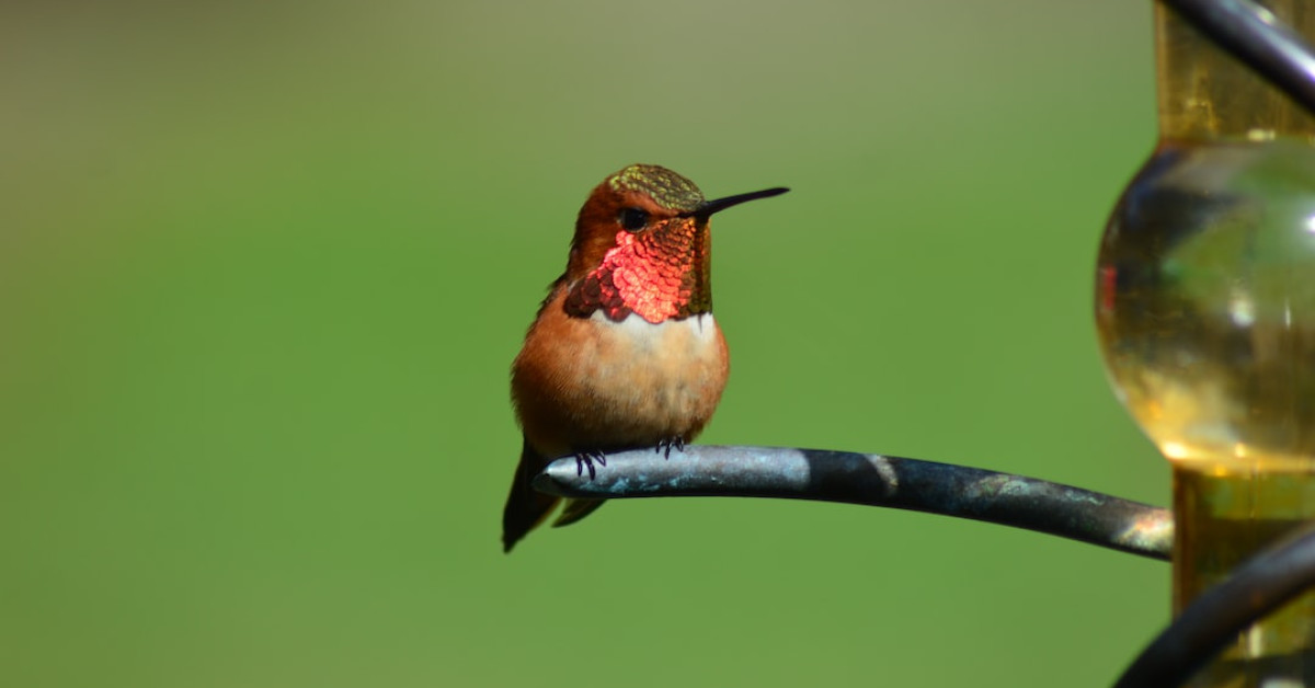 Rufous hummingbird in flight, nature's vibrant aerial acrobat.