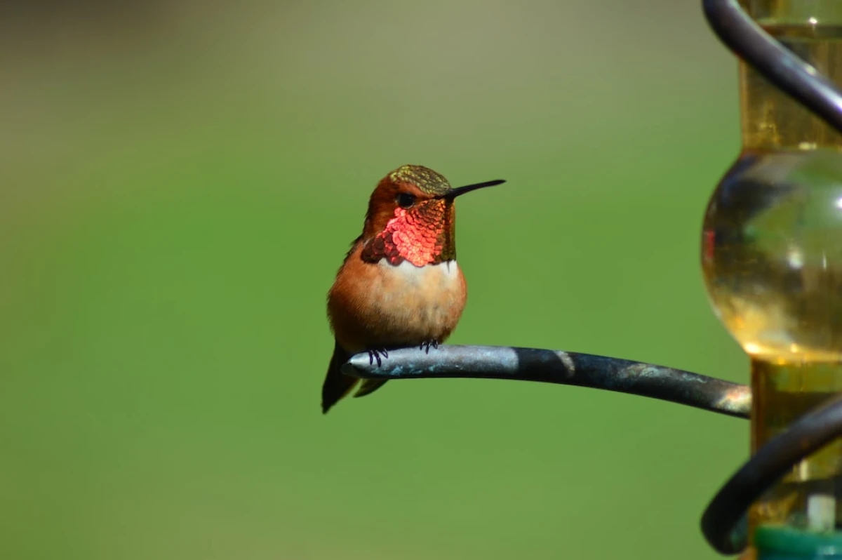 Rufous hummingbird in flight, nature's vibrant aerial acrobat.