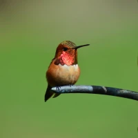 Rufous hummingbird in flight, nature's vibrant aerial acrobat. Rufous hummingbird in flight, nature's vibrant aerial acrobat.