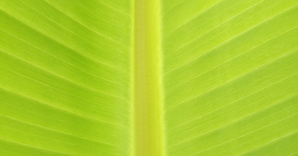 Sage Green Groom Suit Wedding Attire Guide