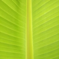 Sage Green Groom Suit Wedding Attire Guide Sage Green Groom Suit Wedding Attire Guide