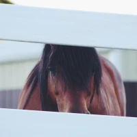 Delicious Ultimate Ranch Potatoes on a plate Delicious Ultimate Ranch Potatoes on a plate