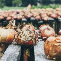 Crispy fried onion strings on a white plate. Crispy fried onion strings on a white plate.