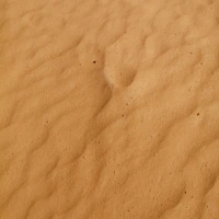 Gourmet brown butter sage gnocchi dish with vegetable garnish. Gourmet brown butter sage gnocchi dish with vegetable garnish.