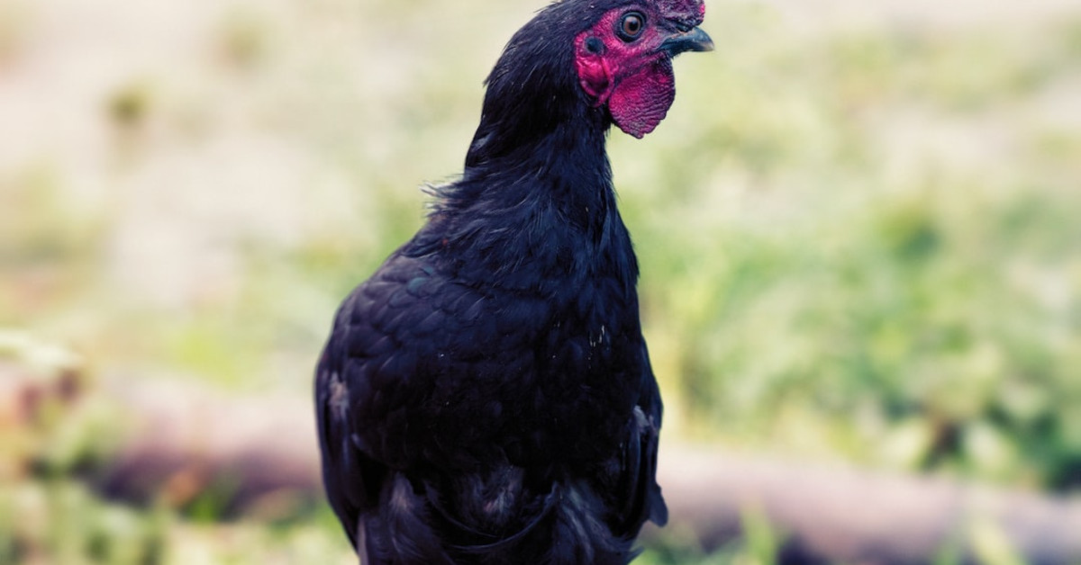 Gourmet pesto chicken and mozzarella sandwich on artisan bread.