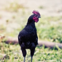 Gourmet pesto chicken and mozzarella sandwich on artisan bread. Gourmet pesto chicken and mozzarella sandwich on artisan bread.