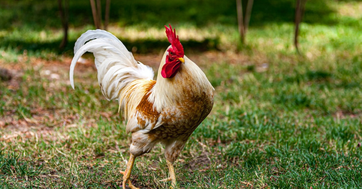 Top 10 Turkey and Chicken Recipes Collage.
