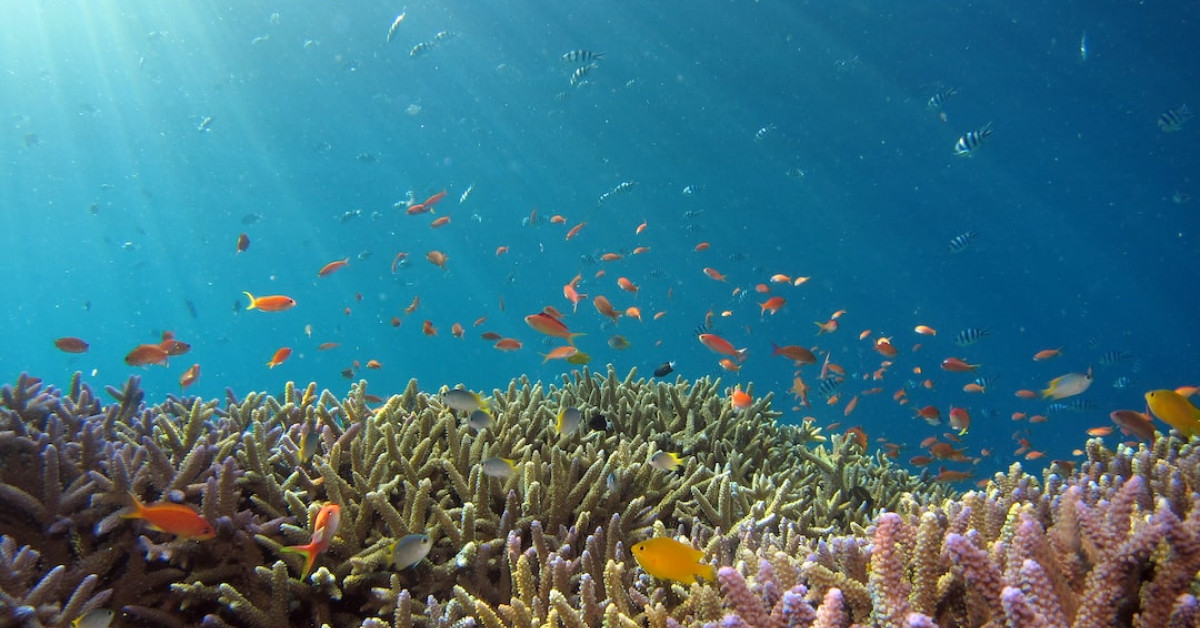 Discover the Depths of Adventure: Scuba Diving Exploration