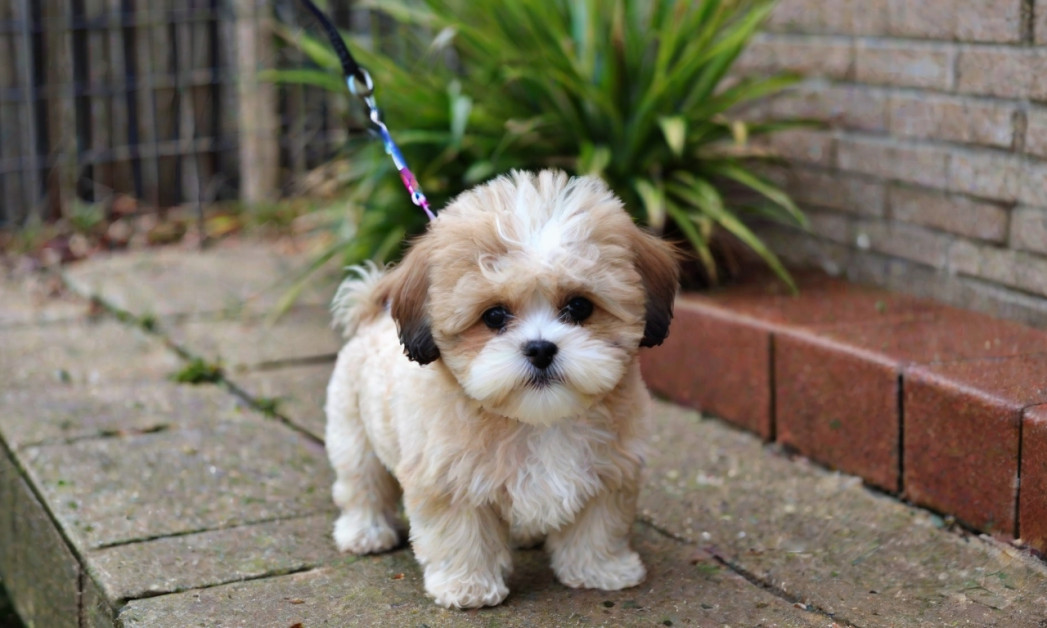 Shih-Poo: Toy Poodle Shih Tzu Mix - The Ultimate Guide to This Adorable ...