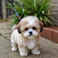 Shih-Poo: Toy Poodle Shih Tzu Mix - The Ultimate Guide to This Adorable Hybrid Shih-Poo: Toy Poodle Shih Tzu Mix - The Ultimate Guide to This Adorable Hybrid