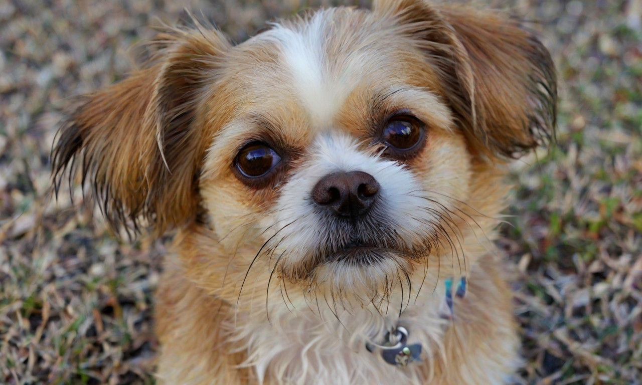 Shih Tzu Chihuahua Mix Rescue Organizations: Find Your Furry Friend Today