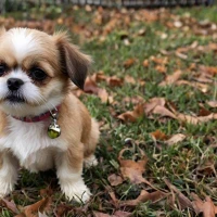 Shih Tzu Chihuahua Mix Socialization Tips You Need to Know Shih Tzu Chihuahua Mix Socialization Tips You Need to Know