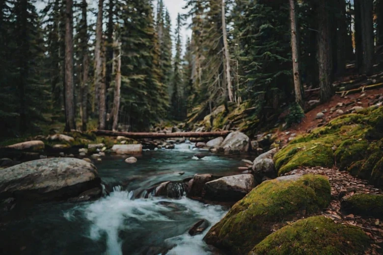 Short Nature Quotes for Instagram 100+ Best and Short Nature Captions for Instagram 2024: Elevate Your Posts