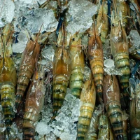 Shrimp Tempura Roll on Plate with Calorie Info Shrimp Tempura Roll on Plate with Calorie Info