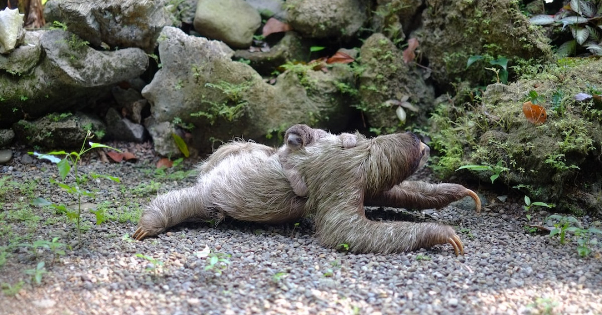 Animated Sid the Sloth with inspirational Monday quotes.