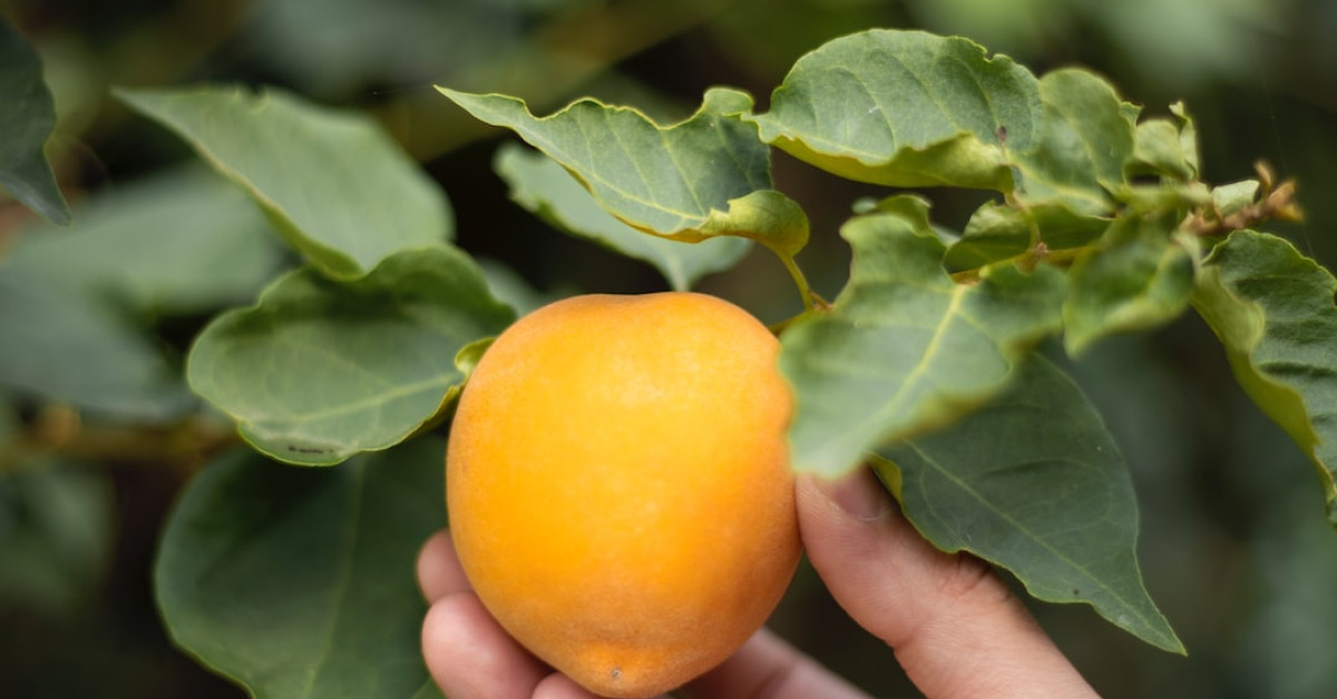 Peach Mule Cocktail in Glass with Mint Garnish